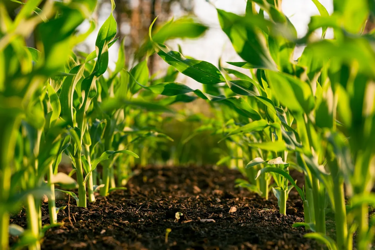 Agriculture & Agri-Tech